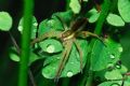 Dolomedes fimbriatus